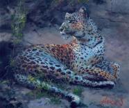 Leopard Reclining At Dusk