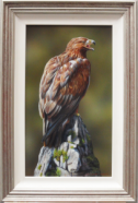 Golden Eagle