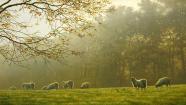 October Morning